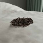 Spot Bed Bug Droppings: 5 Simple Steps to Solve the Problem! bed-bug-droppings