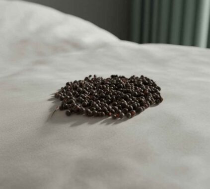 bed-bug-droppings