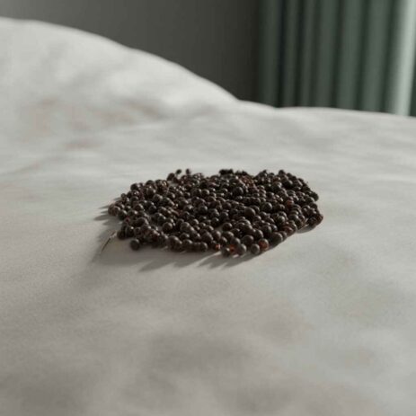 bed-bug-droppings