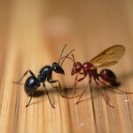 Termites vs Flying Ants: 10 Smart Ways to Protect Your Home termites vs flying ants
