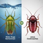 Water Bugs Versus Cockroaches: 5 Essential Differences water bugs versus cockroaches